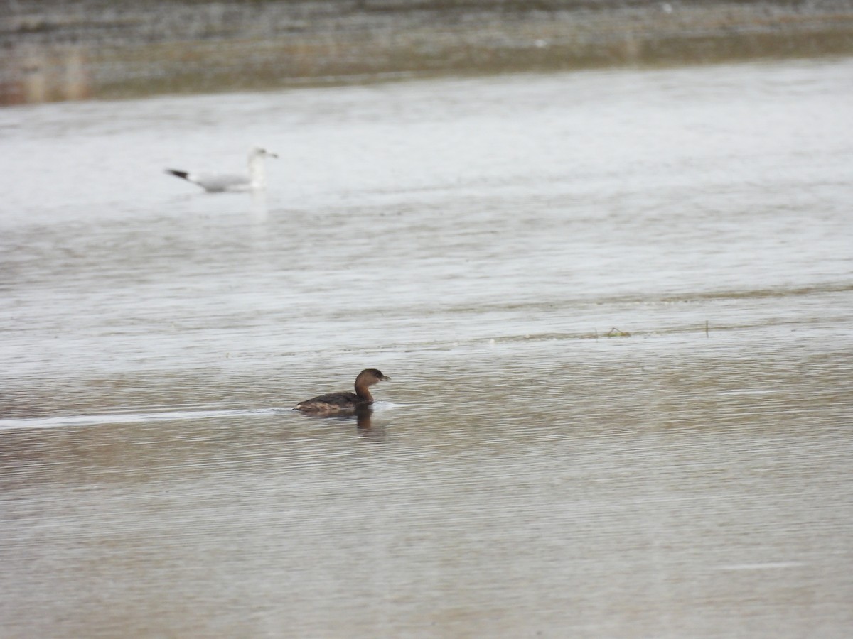 Pied-billed Grebe - ML643438096