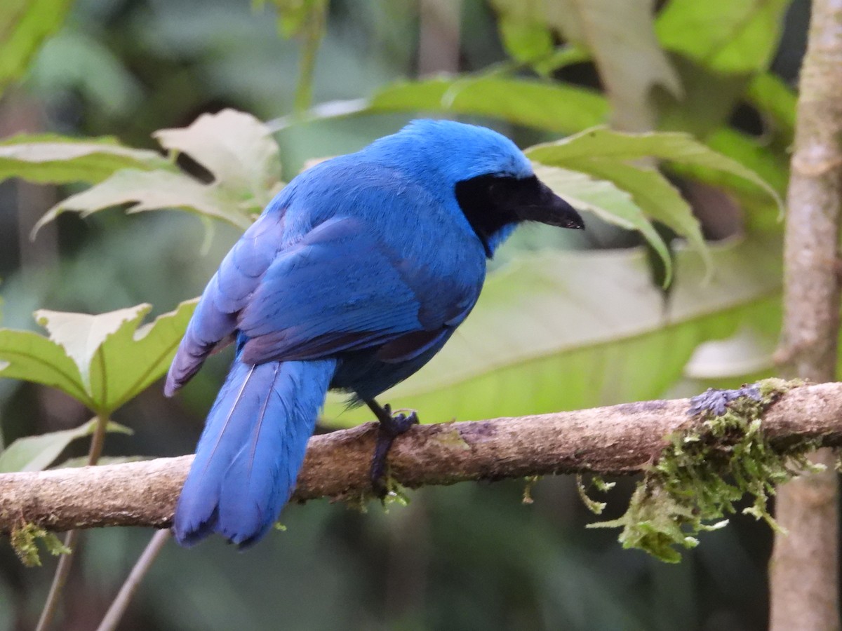Turquoise Jay - ML643438101