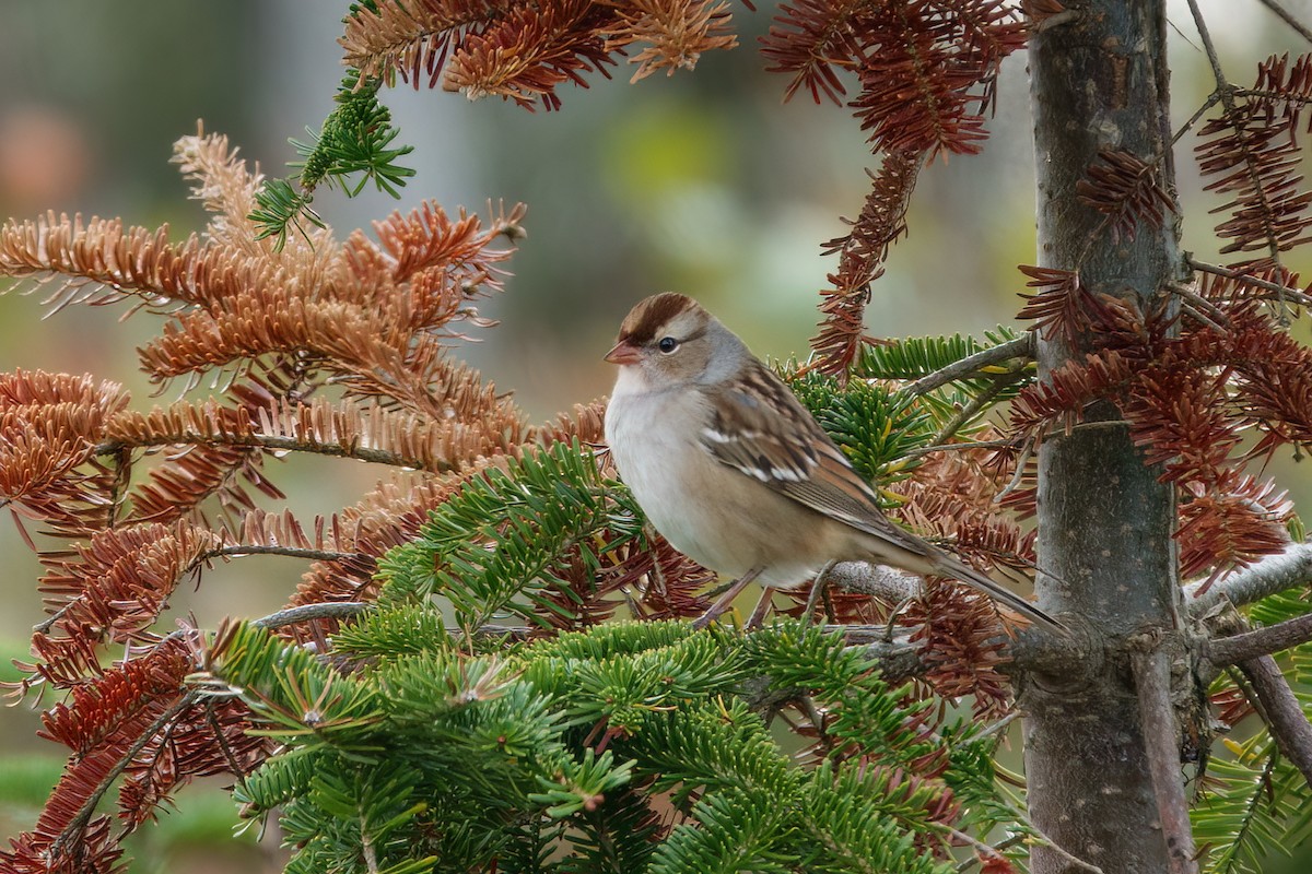 White-crowned Sparrow - ML643438103