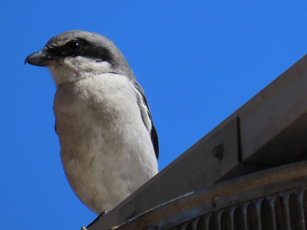 Loggerhead Shrike - ML643438104