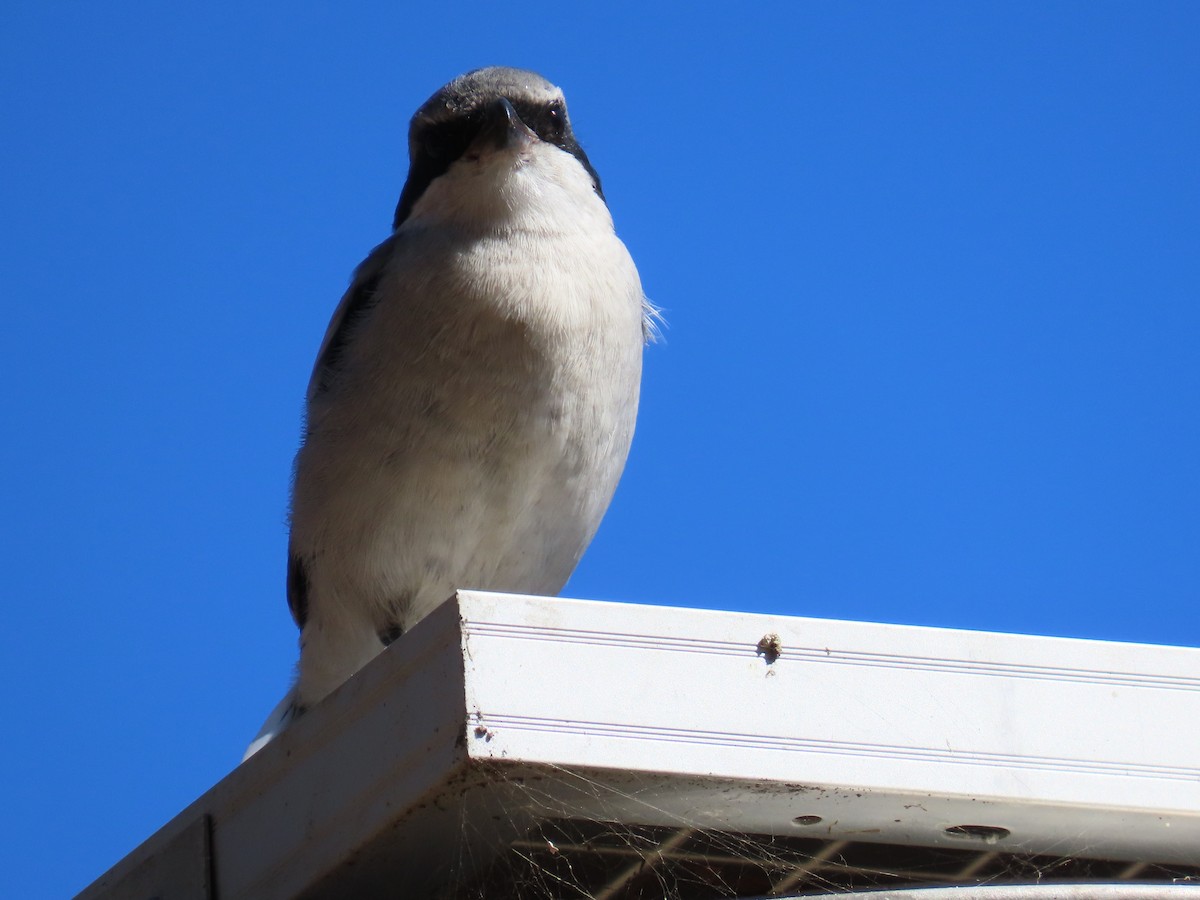 Loggerhead Shrike - ML643438136