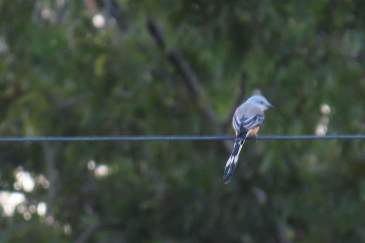 Scissor-tailed Flycatcher - ML643438154