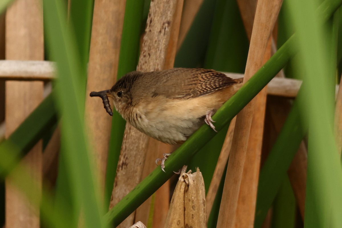 Southern House Wren - ML643438158