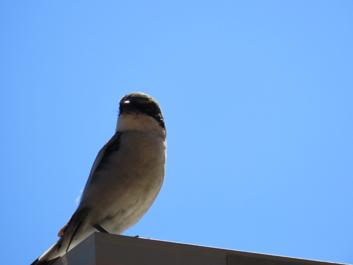 Loggerhead Shrike - ML643438173