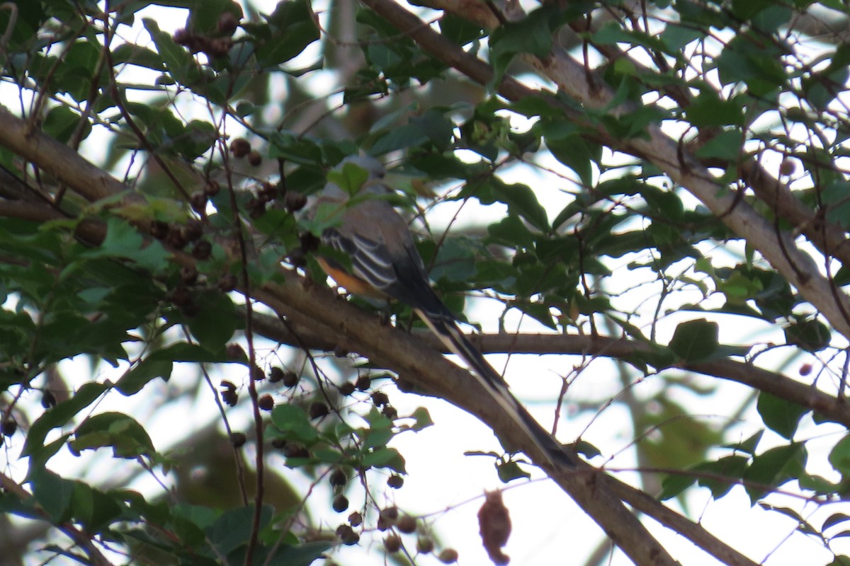 Scissor-tailed Flycatcher - ML643438187