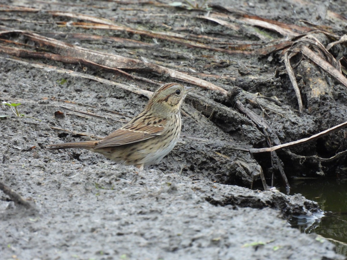 Lincoln's Sparrow - ML643438214