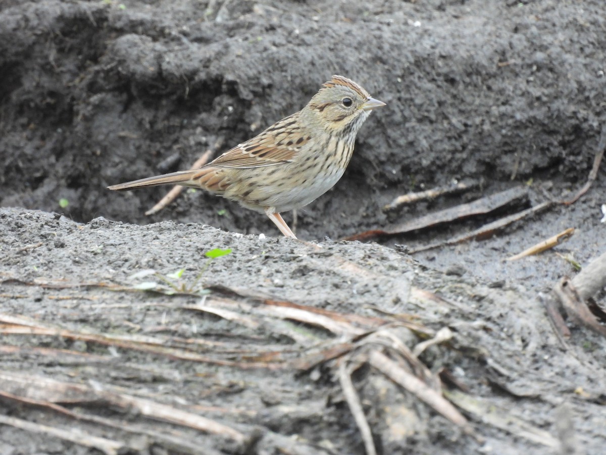 Lincoln's Sparrow - ML643438215