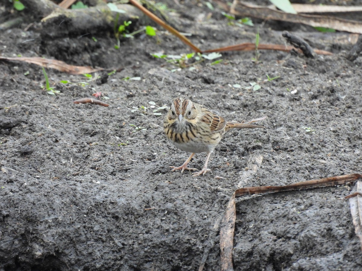 Lincoln's Sparrow - ML643438218