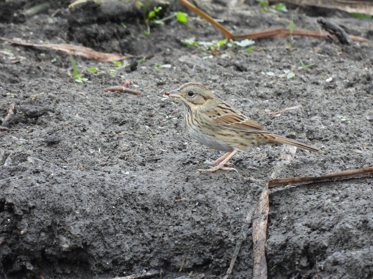 Lincoln's Sparrow - ML643438219