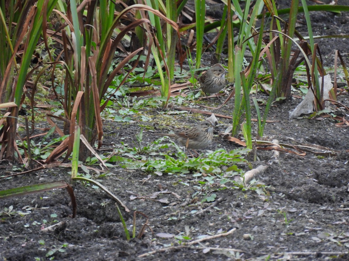 Lincoln's Sparrow - ML643438220