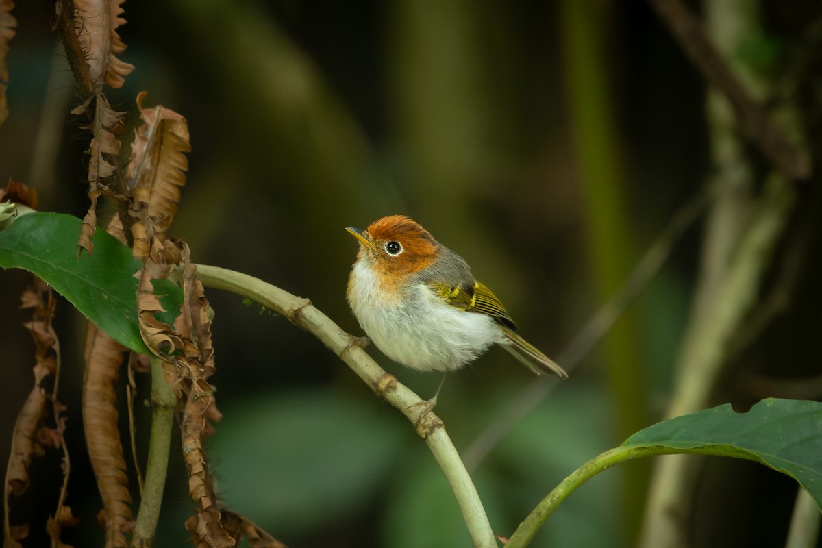 Sunda Warbler - ML643438222