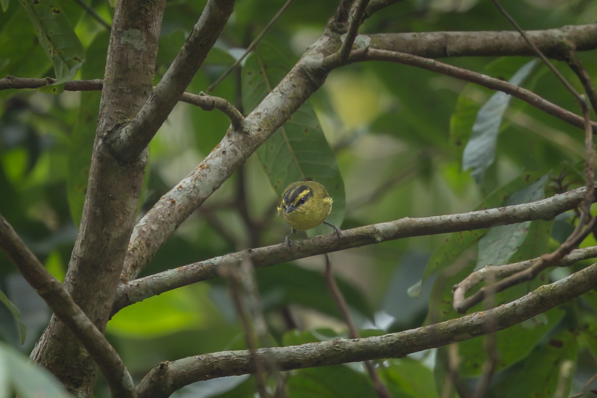 Mountain Leaf Warbler - ML643438234