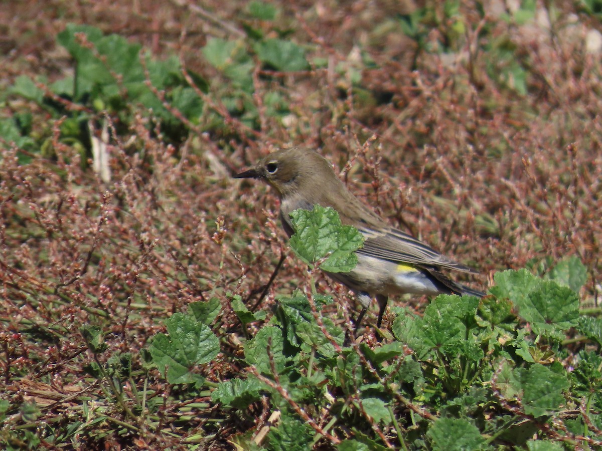 Yellow-rumped Warbler - ML643438239