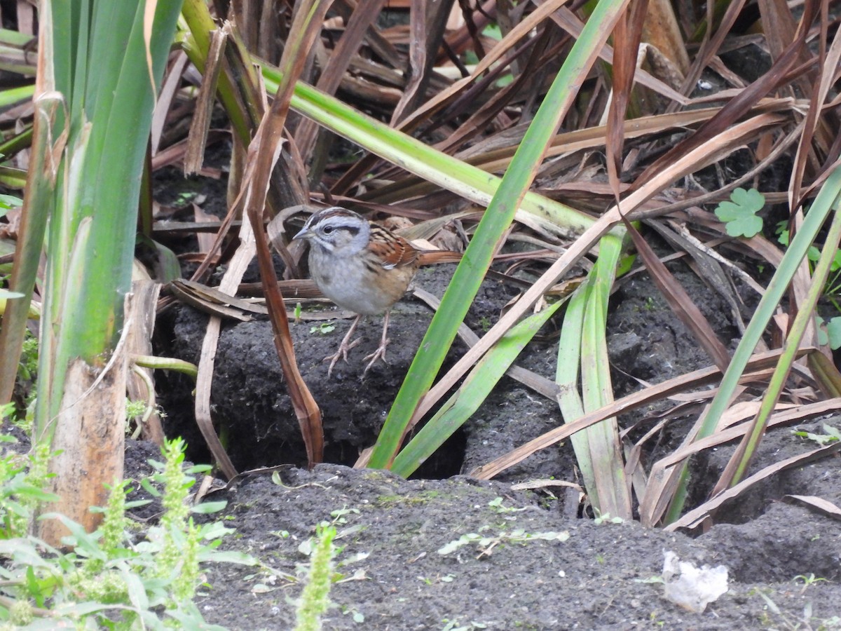 Swamp Sparrow - ML643438240