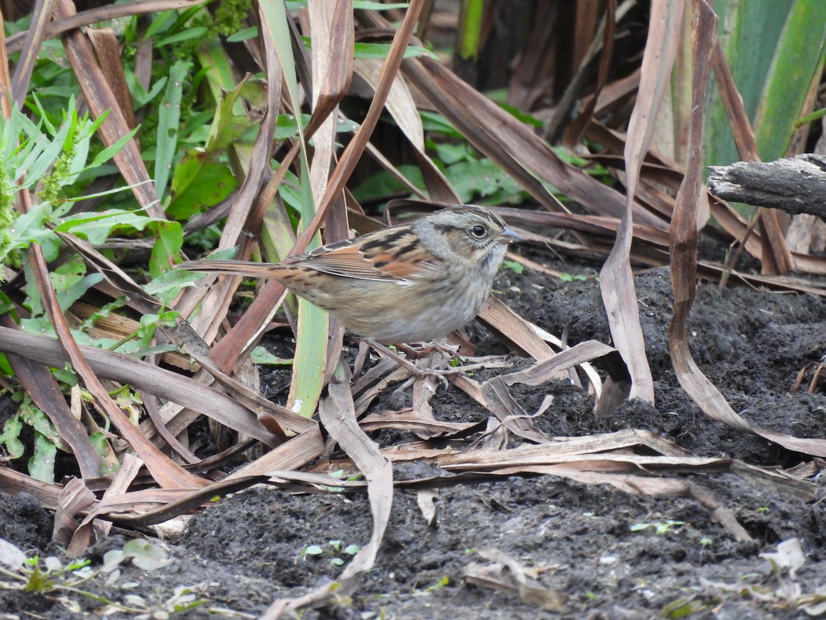 Swamp Sparrow - ML643438241
