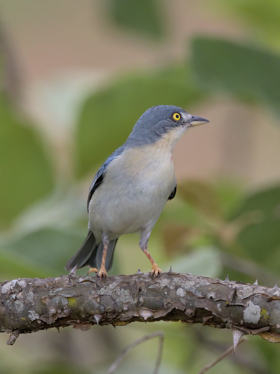 Hooded Tanager - ML643438242