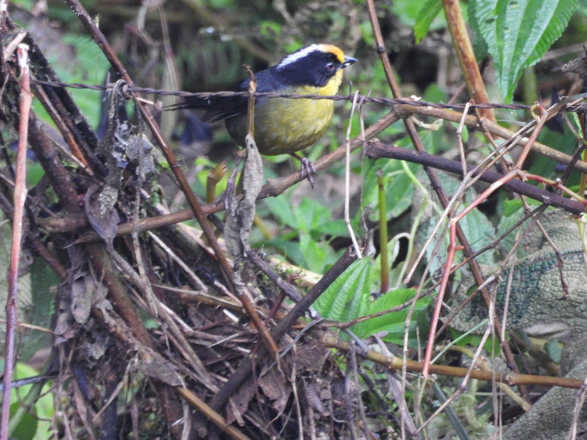 Pale-naped Brushfinch - ML643438247