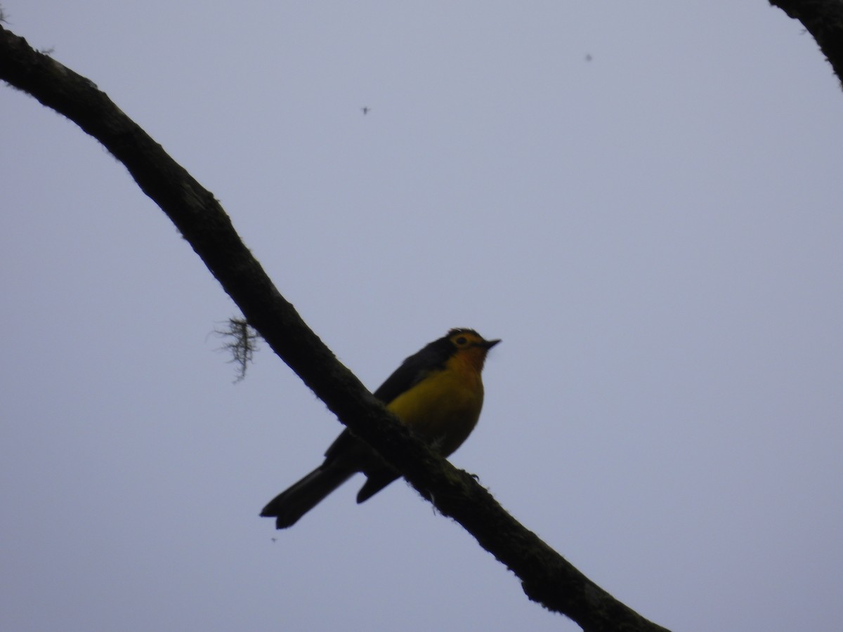 Spectacled Redstart - ML643438261