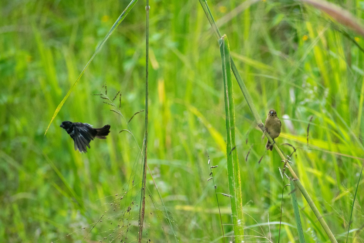 Variable Seedeater - ML643438268