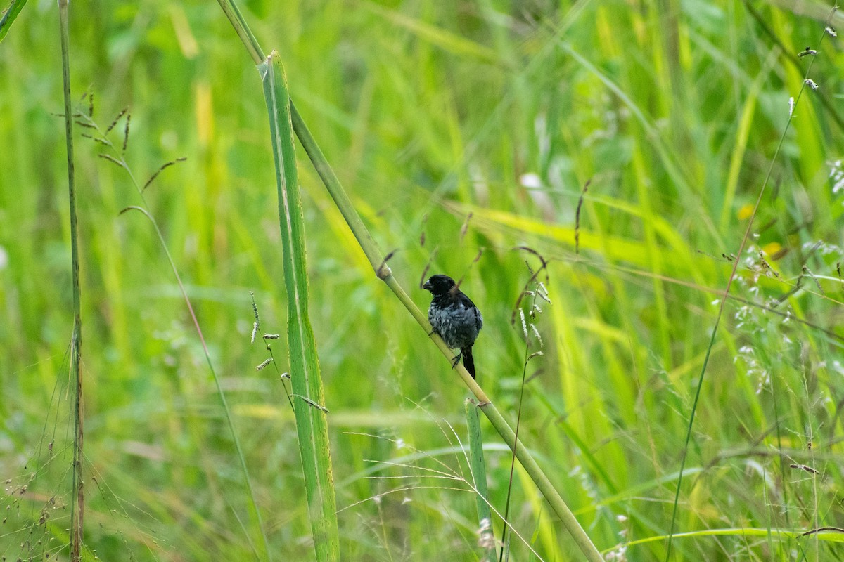 Variable Seedeater - ML643438269