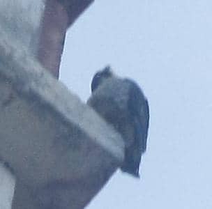 Peregrine Falcon - ML643438271