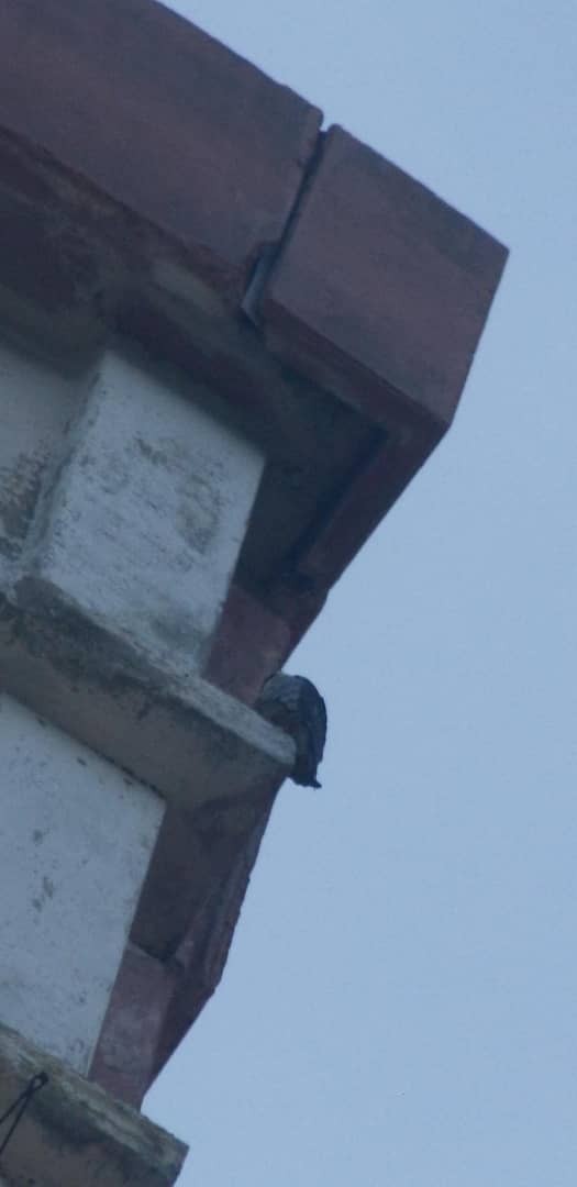 Peregrine Falcon - ML643438272