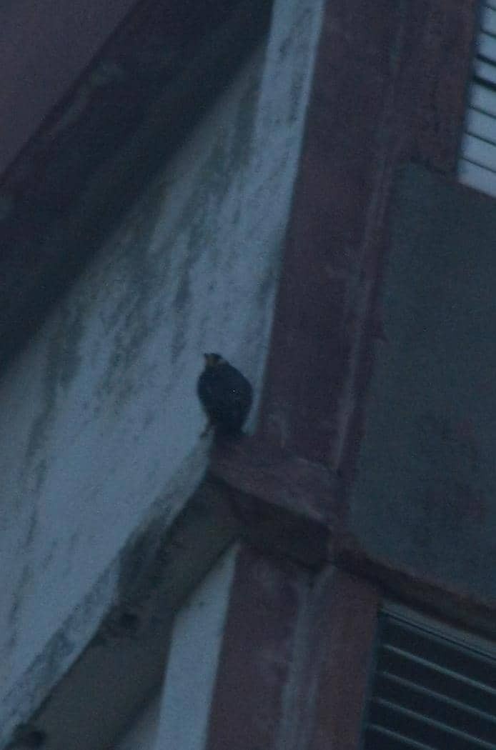 Peregrine Falcon - ML643438273