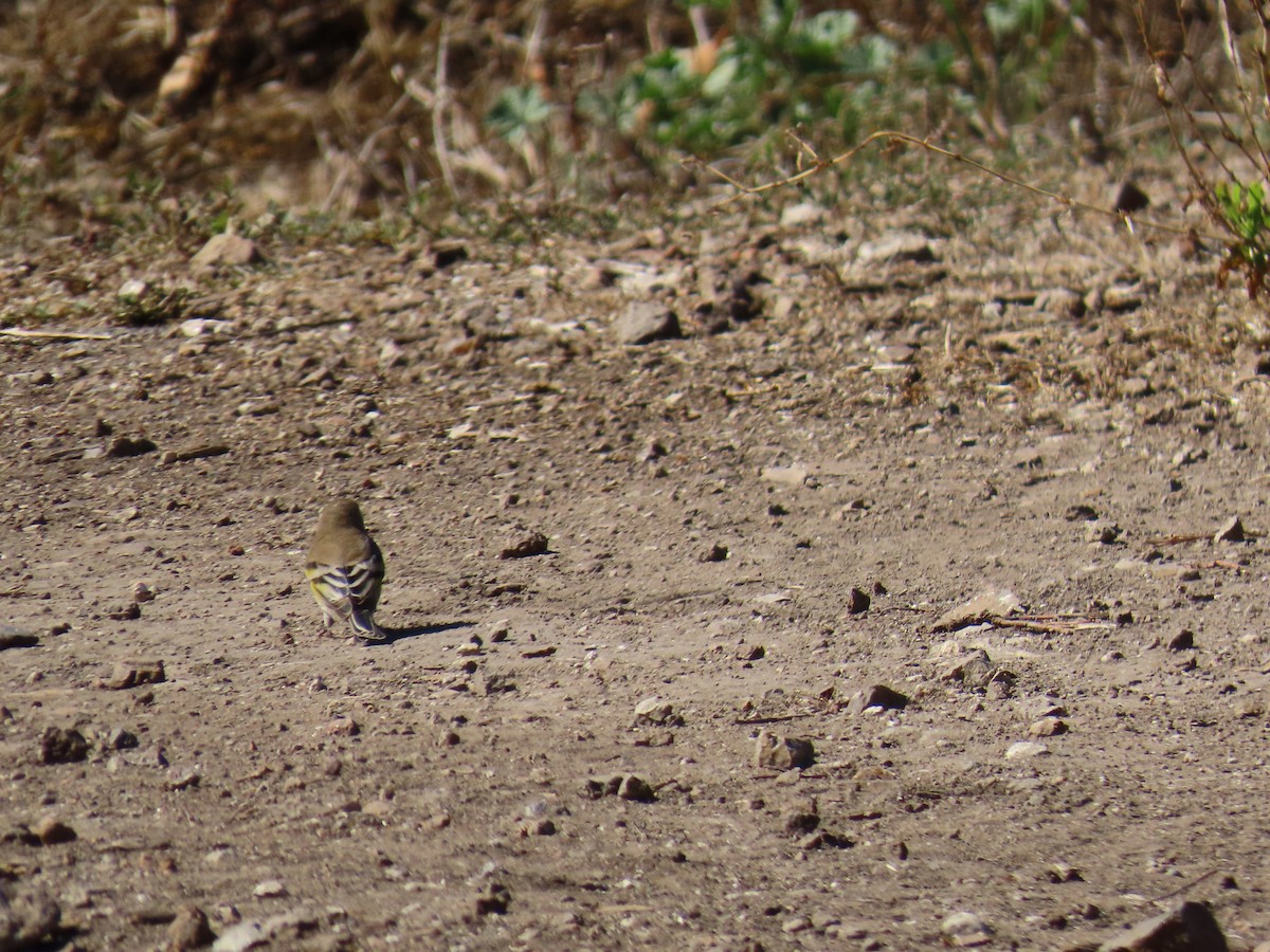 Lawrence's Goldfinch - ML643438284