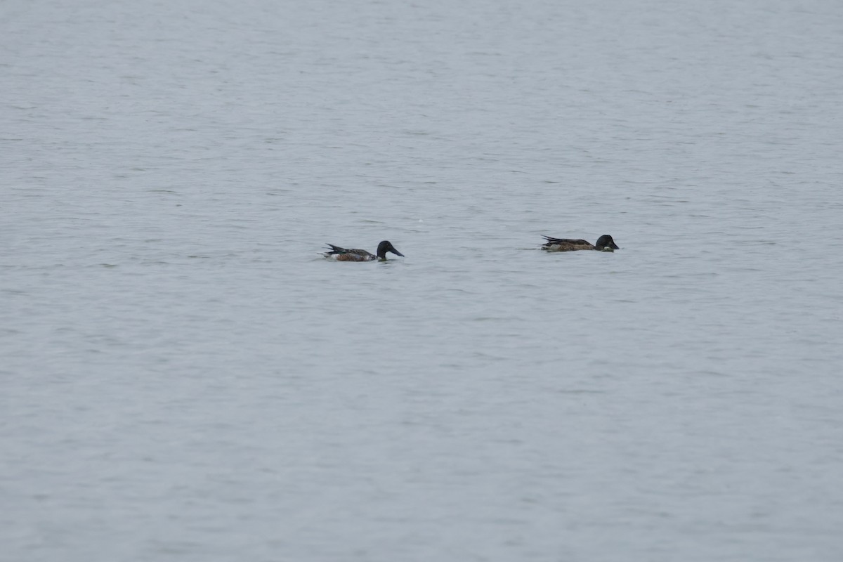 Canard souchet - ML643438298