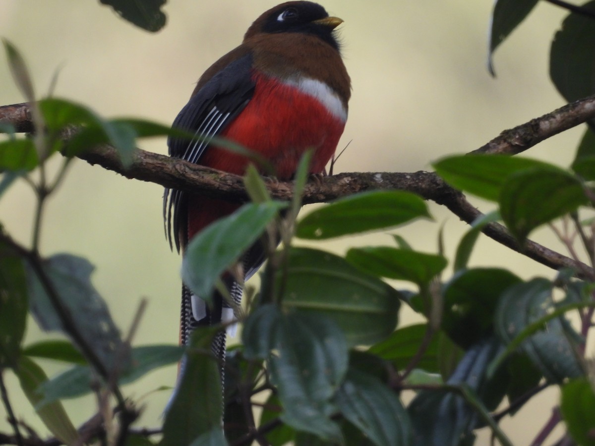 Masked Trogon - ML643438301