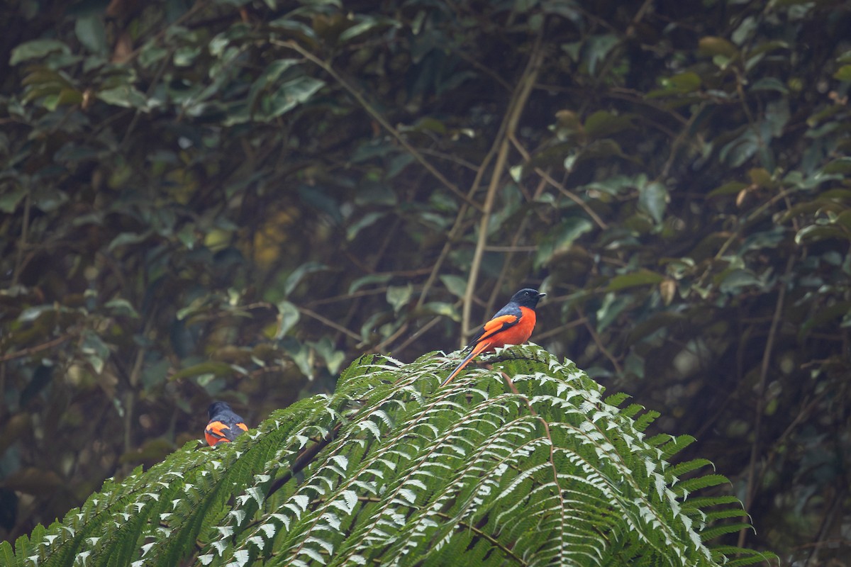Sunda Minivet - ML643438302