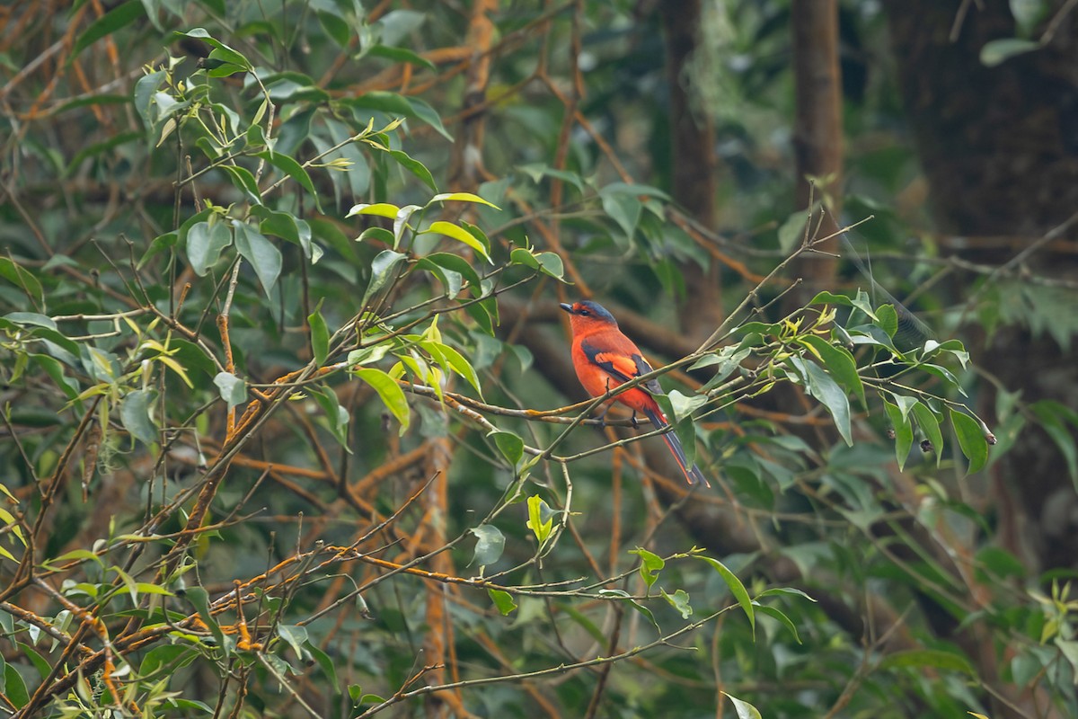 Sunda Minivet - ML643438303