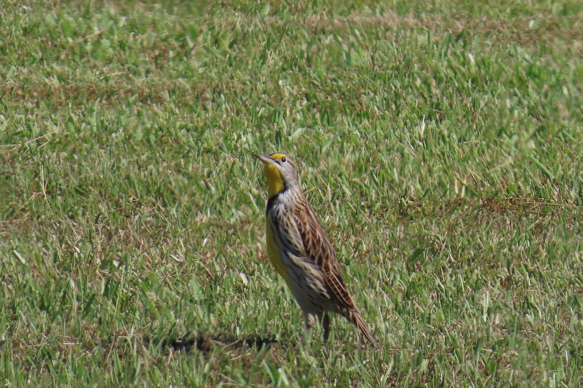 Eastern Meadowlark - ML643438305