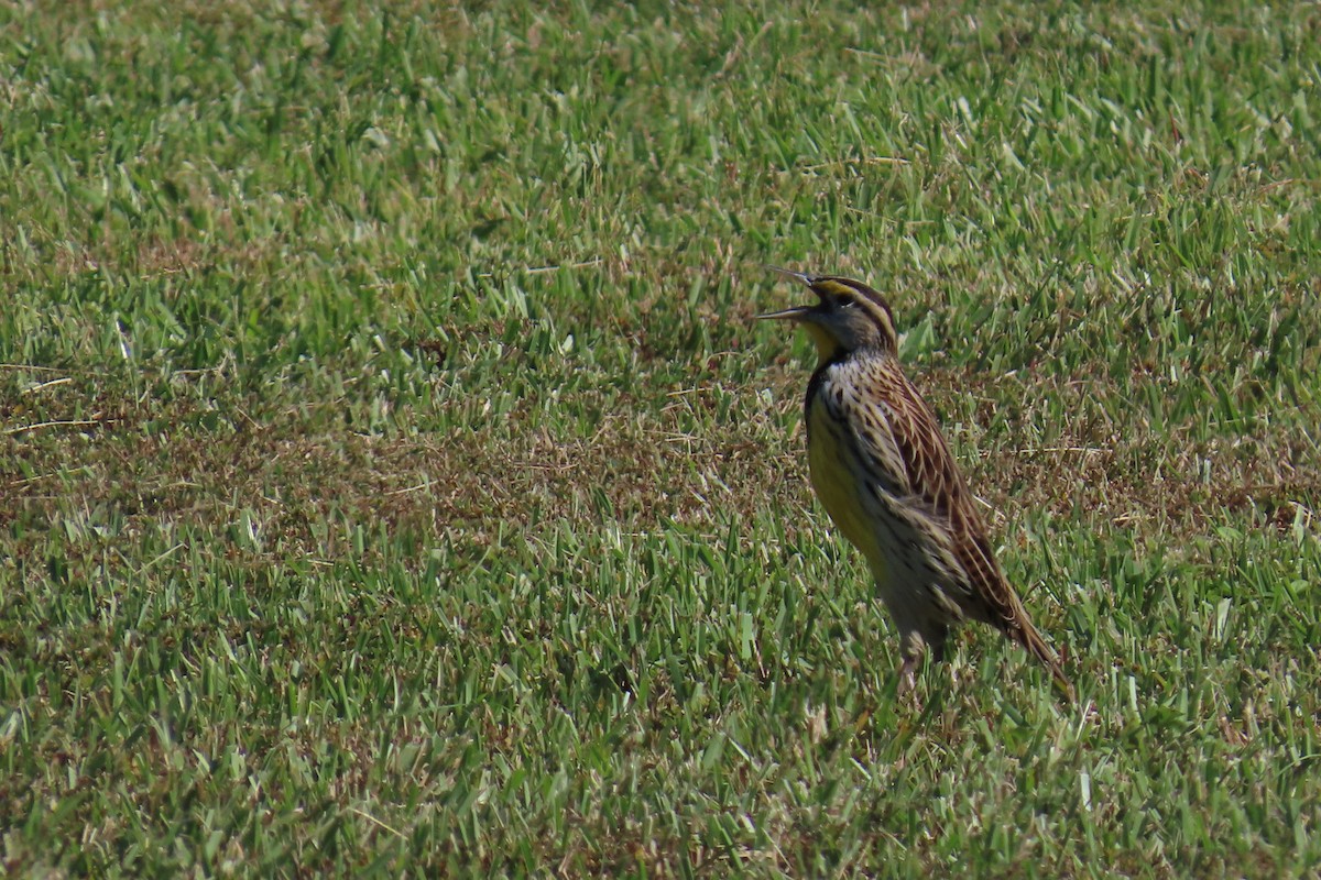 Eastern Meadowlark - ML643438306