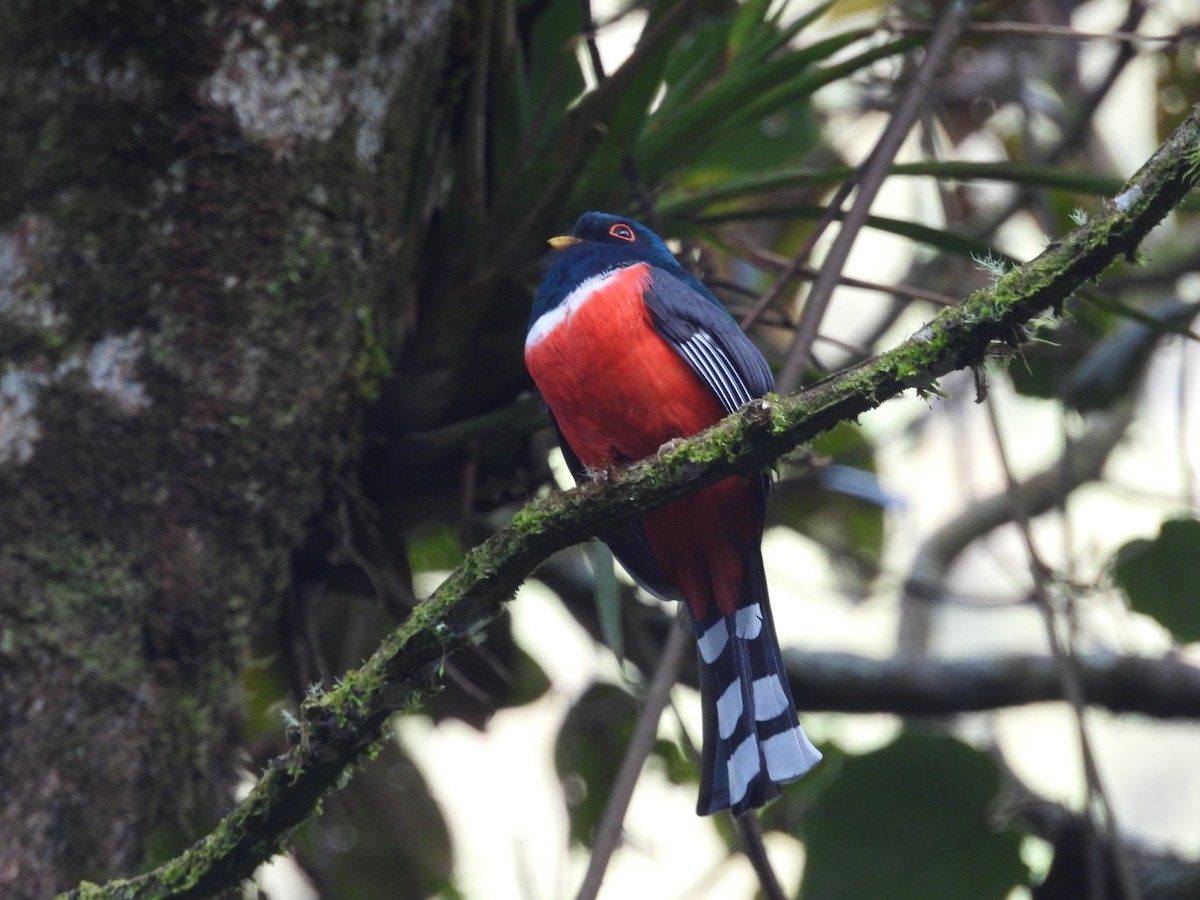 Masked Trogon - ML643438310