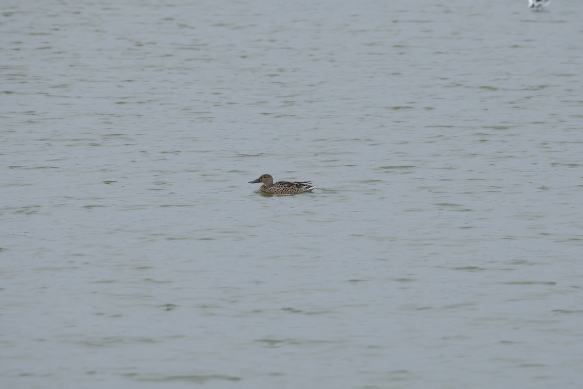 Canard souchet - ML643438313