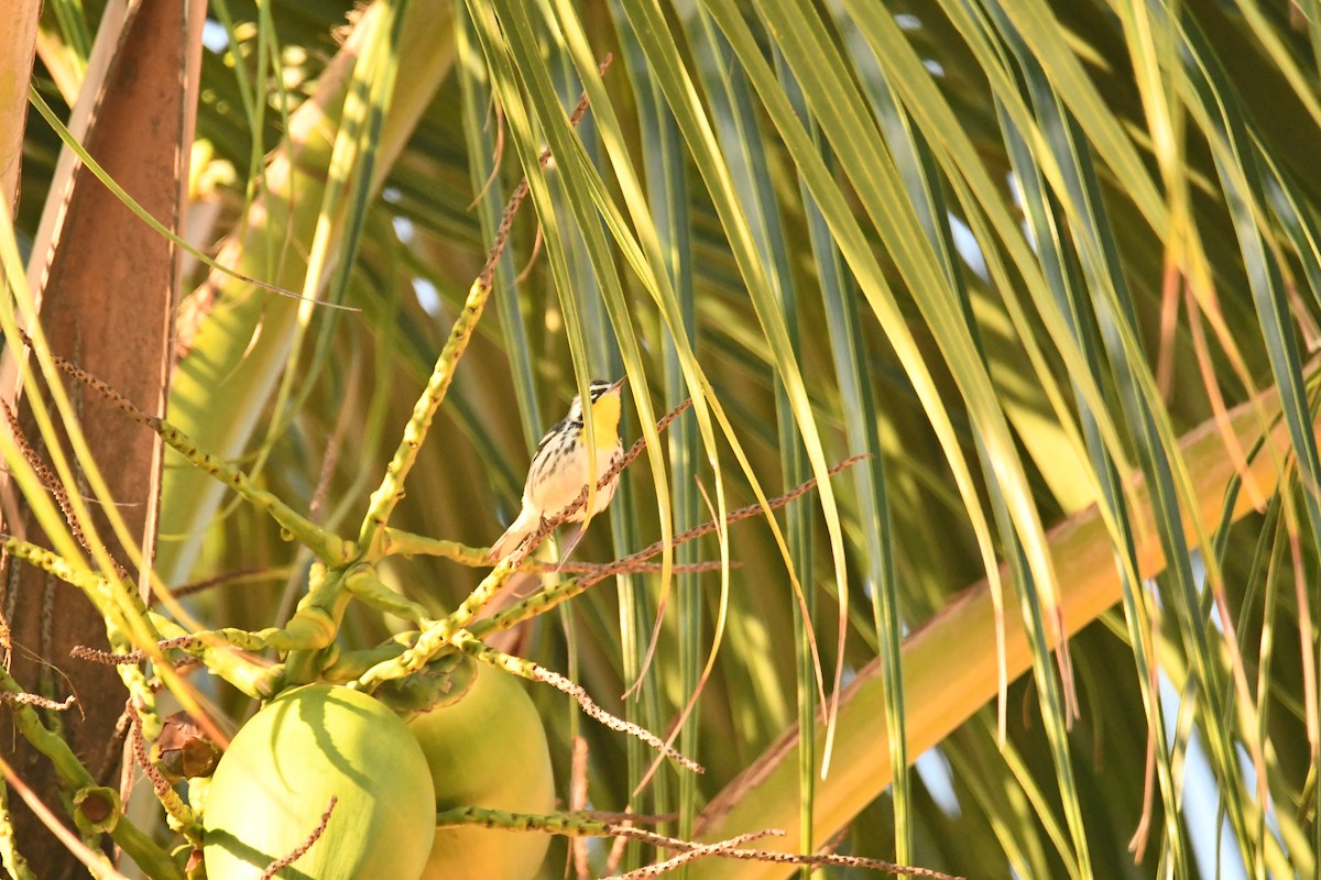 Yellow-throated Warbler - ML643438315