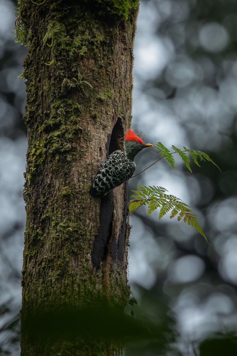 Gray-and-buff Woodpecker (Red-crested) - ML643438316