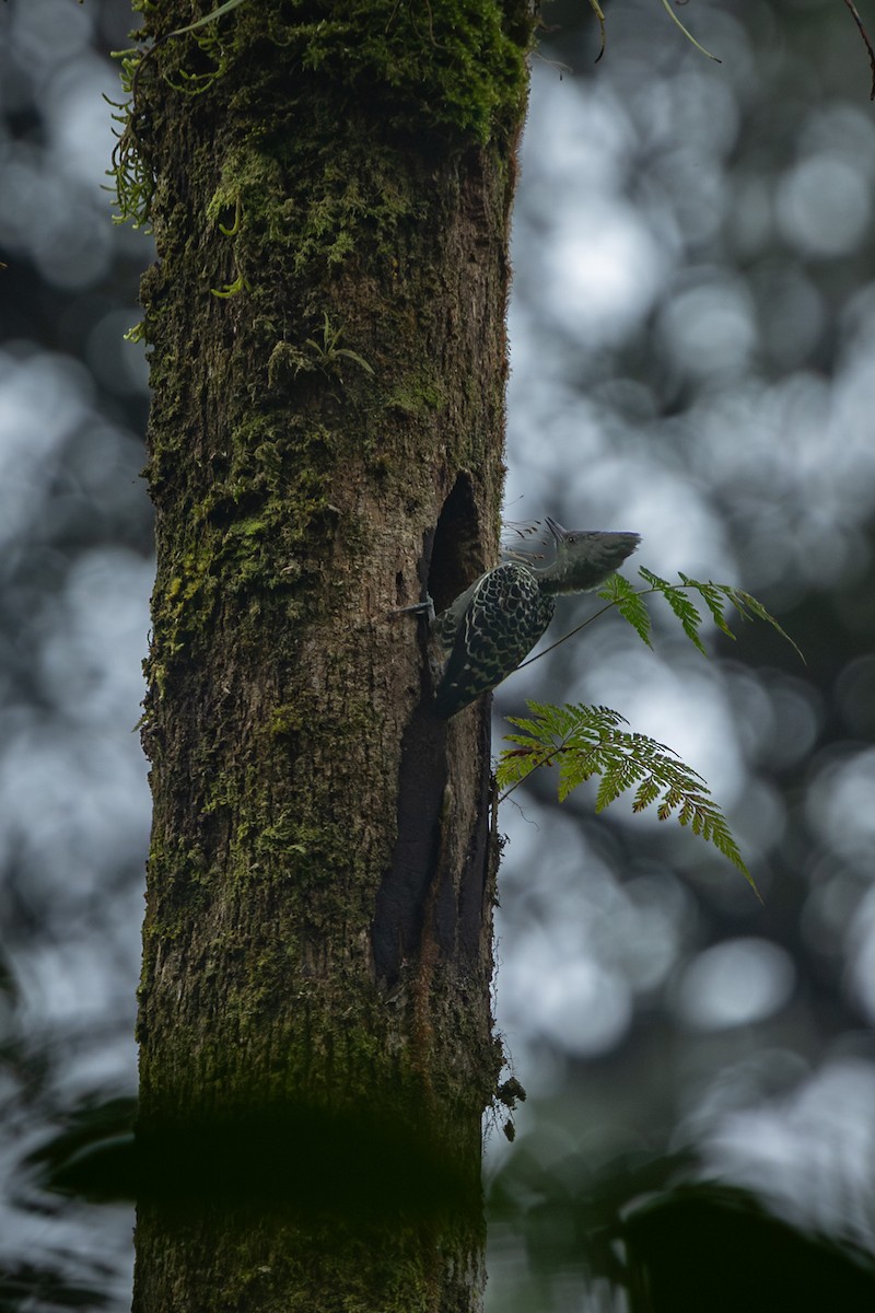 Gray-and-buff Woodpecker (Red-crested) - ML643438317