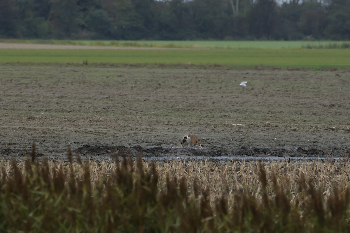 Egyptian Goose - ML643438329