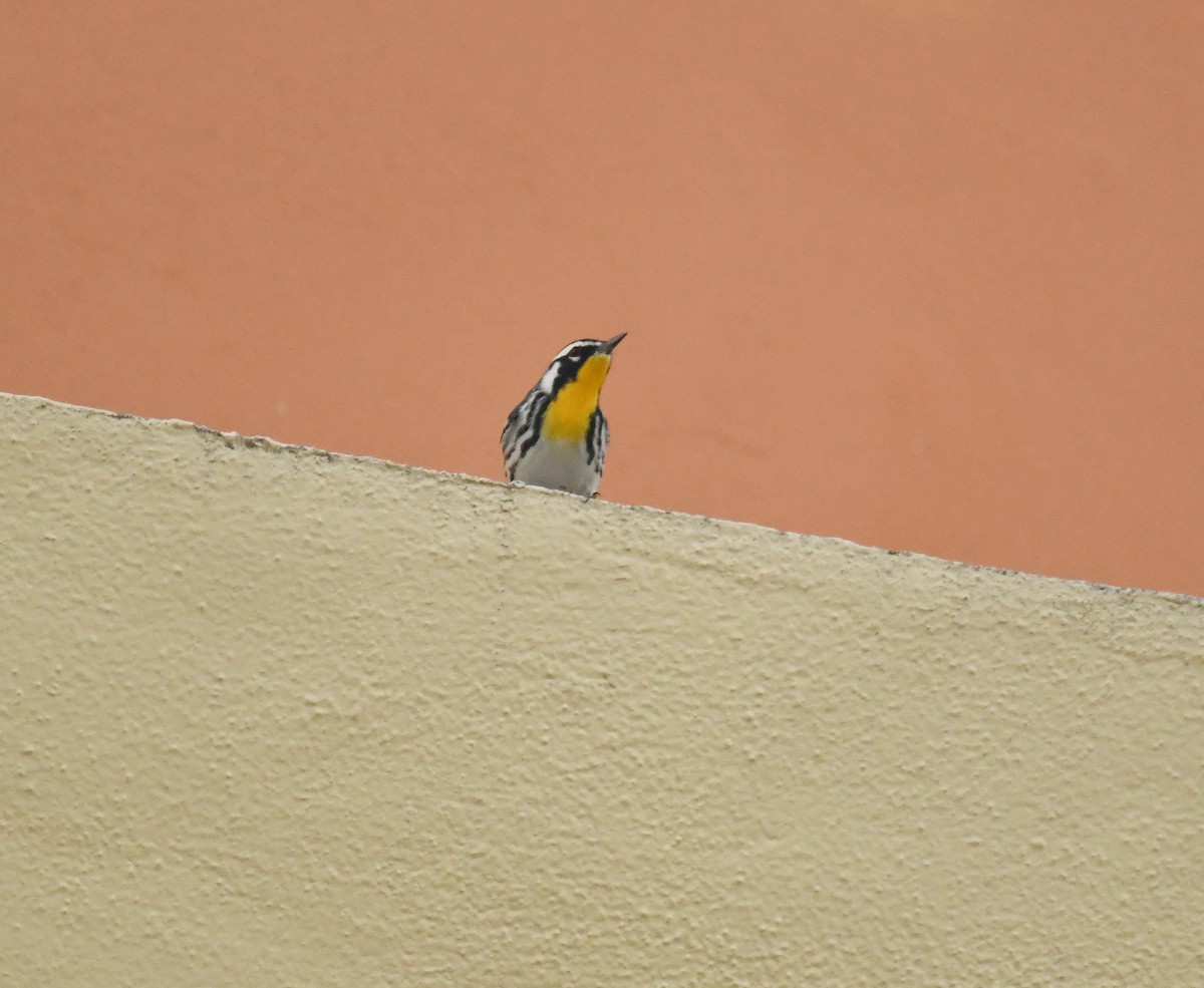 Yellow-throated Warbler - ML643438330