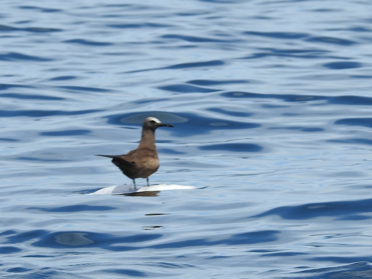 Brown Noddy - ML643438331