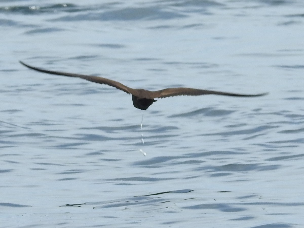 Brown Noddy - ML643438342