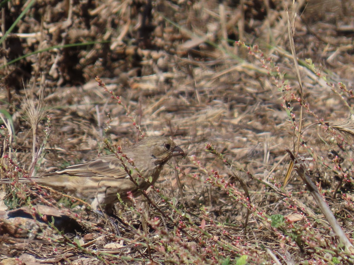 House Finch - ML643438349