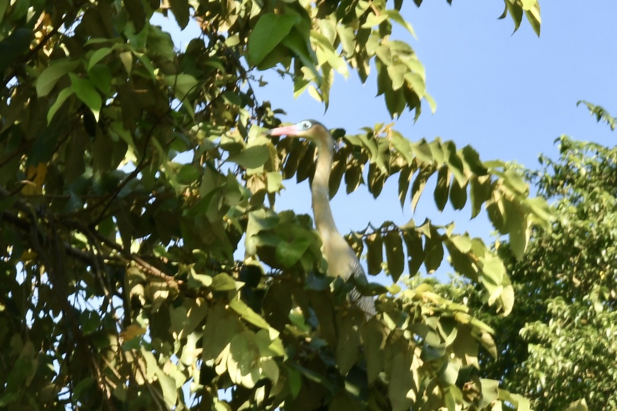 Whistling Heron - ML643438354