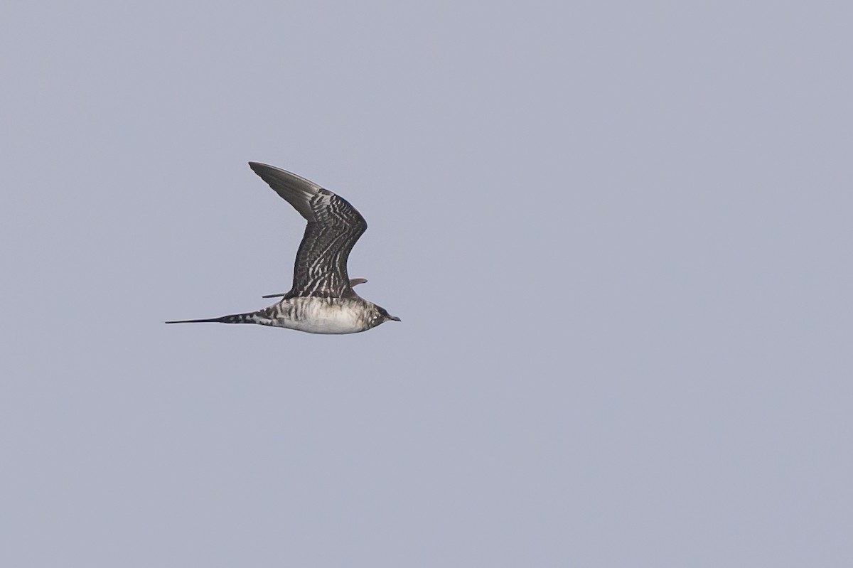 長尾賊鷗 - ML643438359