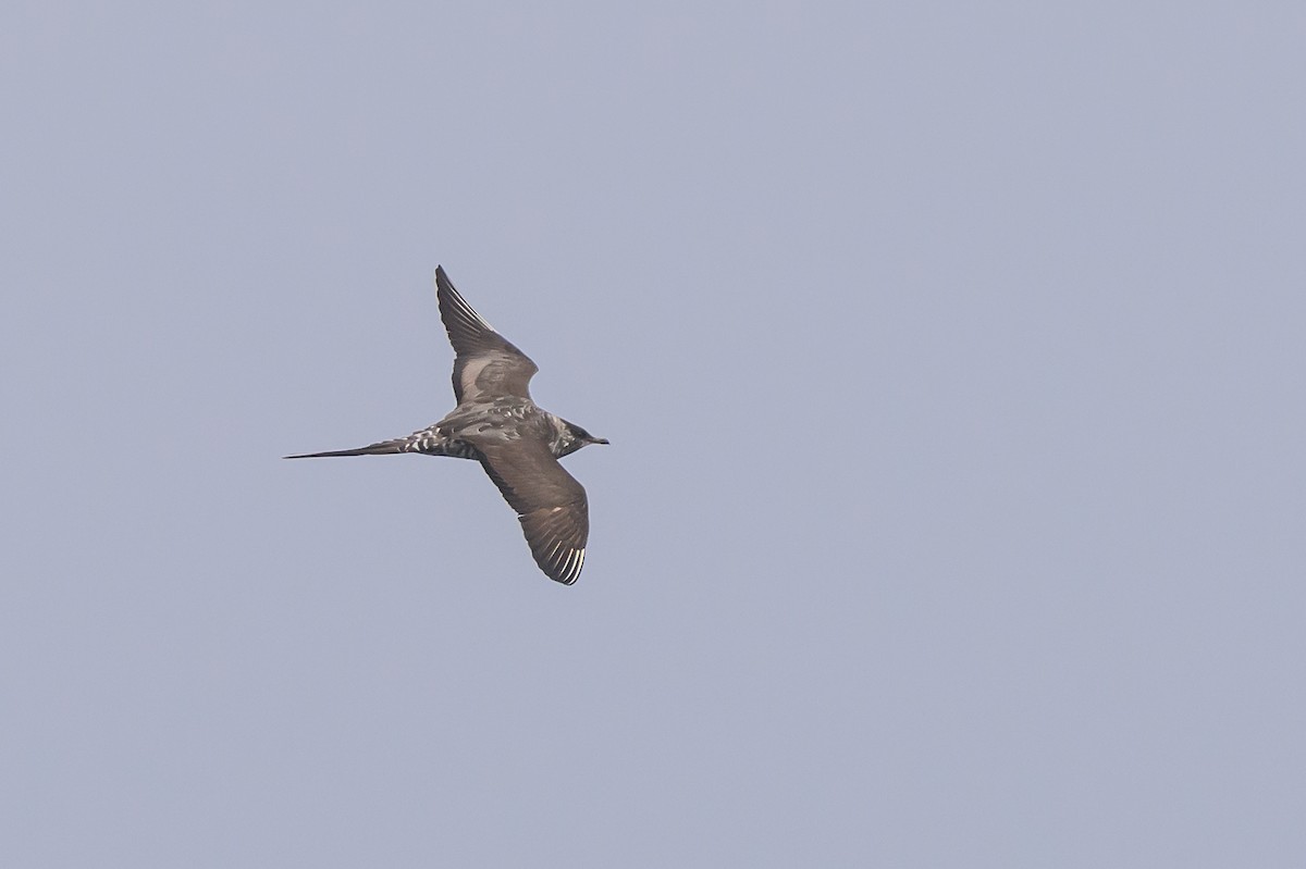 長尾賊鷗 - ML643438360
