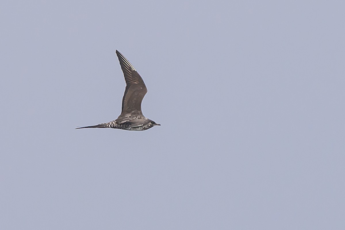 長尾賊鷗 - ML643438362