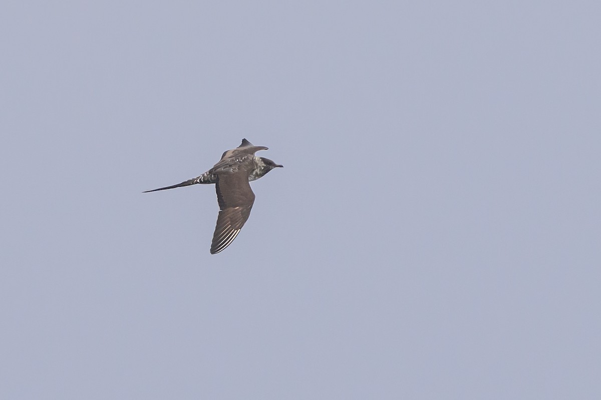 長尾賊鷗 - ML643438364