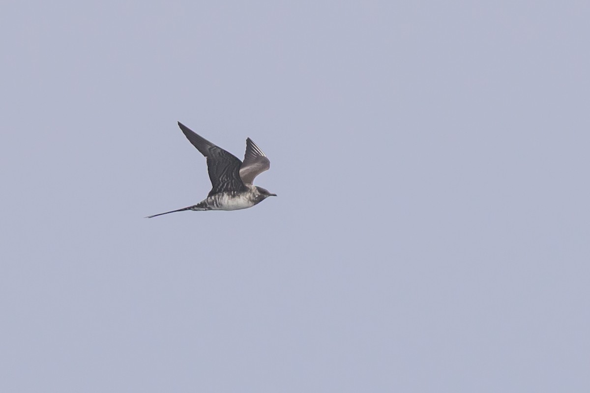 長尾賊鷗 - ML643438365